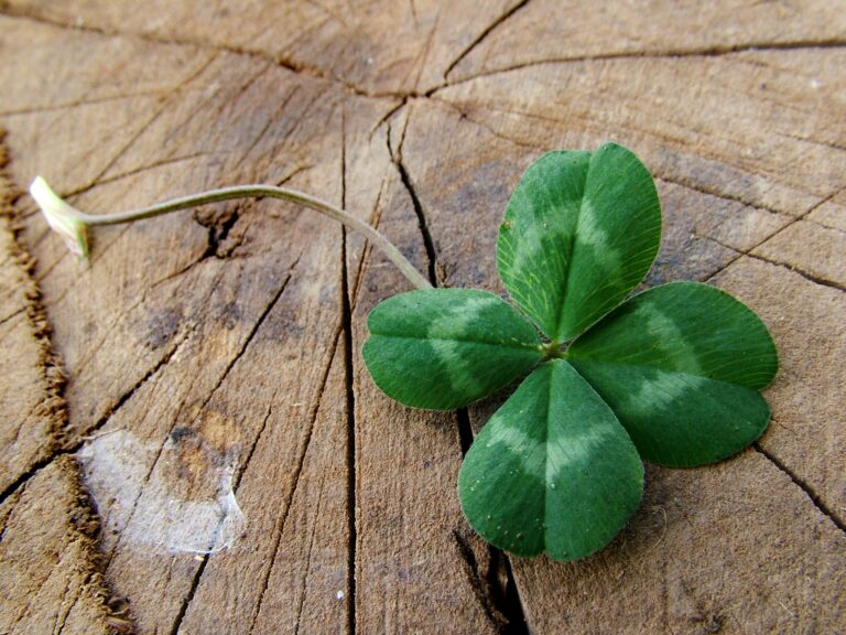 Luck - four leaves clover
