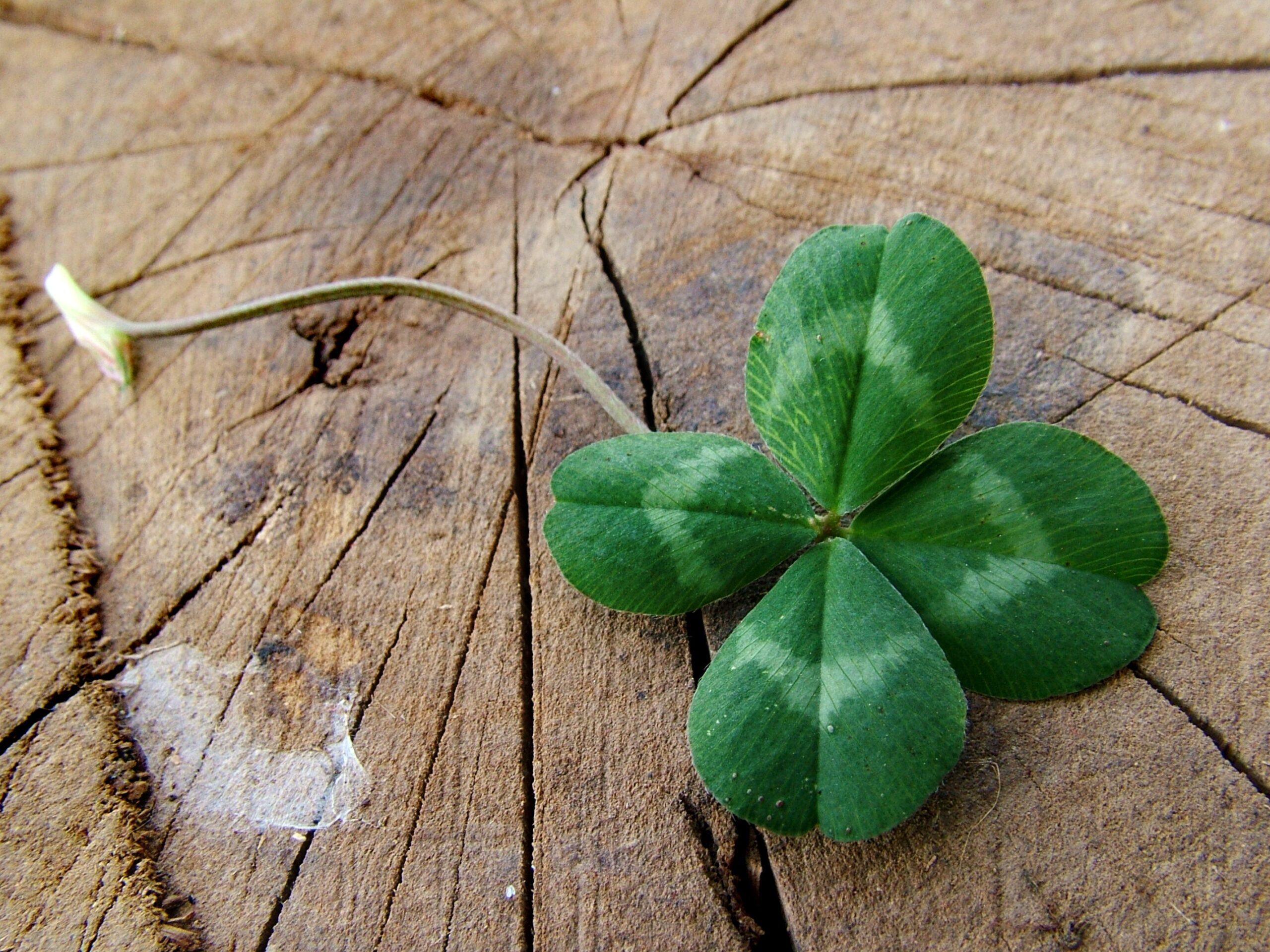 Luck - four leaves clover