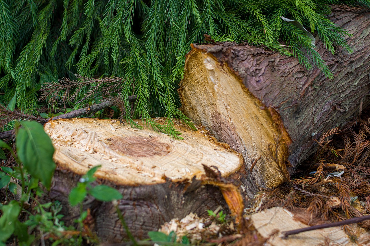 log, nature, bark, tree, wood, chop down, leaves, forest